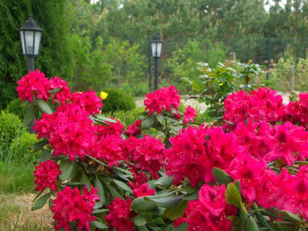 zdjecie Mały Bukowiec