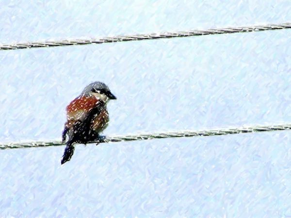 zdjęcie ptaka Gąsiorek przerobiona fotka