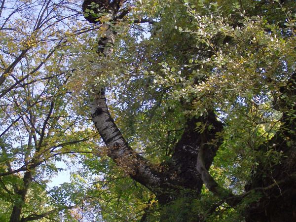 dąb, buk, brzoza, jawor, wierzba, klon, jesion czy wiąz - takie widzieliśmy, ale dąbrówka czy dębik, bukwica, wierzbówka czy wiązówka - to były nam tam w parku