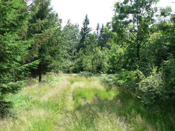 Pobliskie lasy (by Natasza)