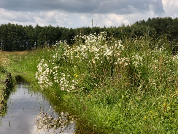 zdjecie Tyniewicze Duże