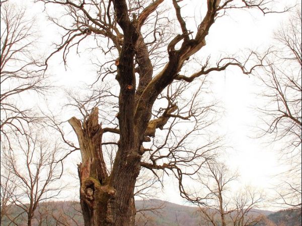 Cerkiew greckokatolicka p.w. Soboru Bogarodzicy w Hłomczy , zbudowana w 1859 r. Obok cerkwi wzniesiono w tym samym czasie dzwonnicę murowaną, w której wiszą trz