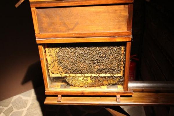 podglądamy - i wychodzi iż : pracowite jak pszczółki...