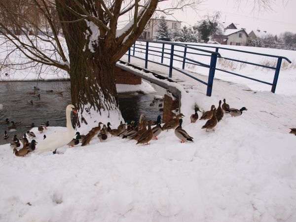 zdjecie Pruszcz Gdański