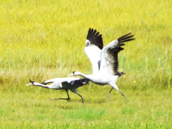 żurawie na polu w Sumówku