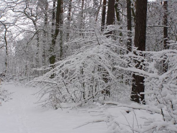 zdjecie Zalesie Górne