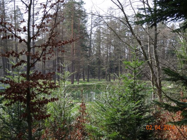 rewir Leśnictwa Kostryń - na nim badunie - stawy niewielkie.