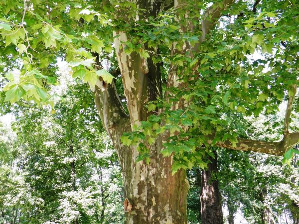 Park i Pałac z lat 1817-1819, powstały wg. projektu Magdaleny z Dzieduszyckich Morskiej przy pomocy Chrystiana Piotra Aignera i budowniczego Fryderyka Baumana.