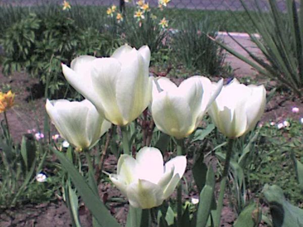 Nasze Łaskowskie piękne kwiaty