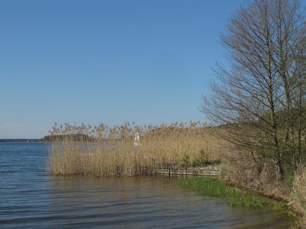 Trzcina nad brzegiem jeziora Wdzydze