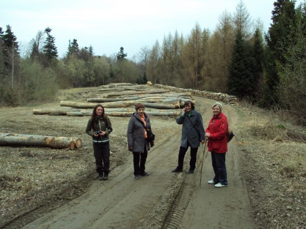 sztaple drewna a po lewej : dłużyca - przy drodze leśnej zrębowej, założonej dla eksploatacji lasów a wytyczone z dolin do zrębów leśnych - często prowadzą na p