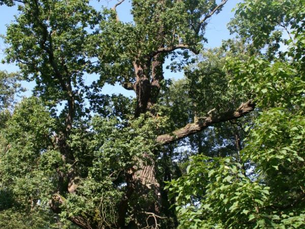 Kochane stare piękne dęby