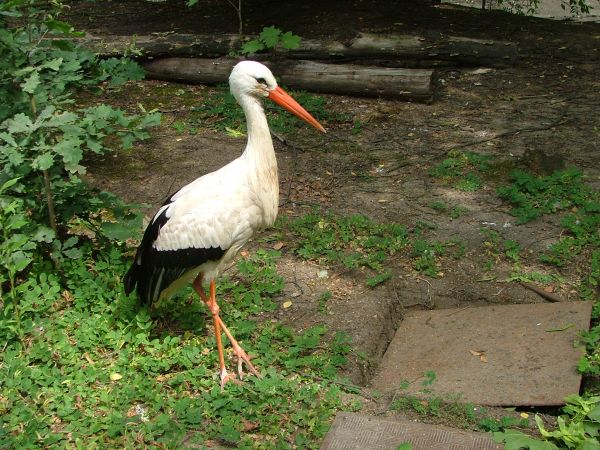 W Złotniku jest używane gniazdo bocianów.