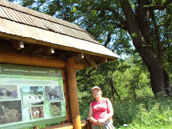 przy pomniku przyrody oraz planszy - na  ścieżce historyczno-przyrodniczej "Bieszczady Odnalezione" - we wsi Łuh.
