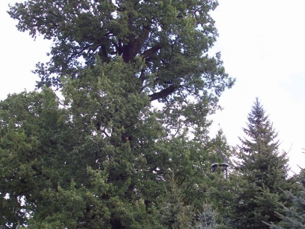 szczególna uroda / styl / kunszt i dbałość w sztuce dekarskiej / ciesielskiej w pokryciu gontami parkanu okalającego zespół kościelny : świątynia, dzwonnica i p