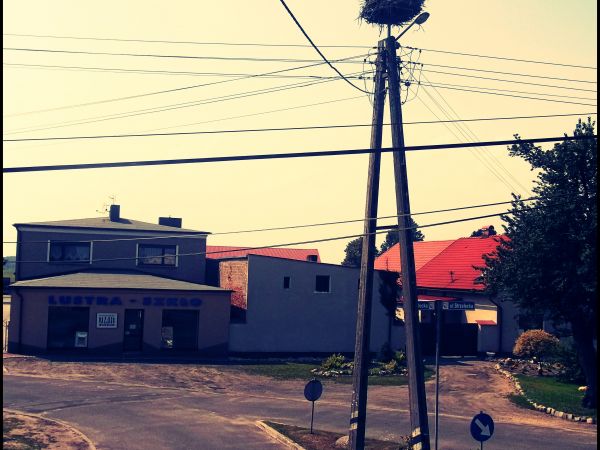 Gniazdo bocianów przy ul. Strzeleckiej