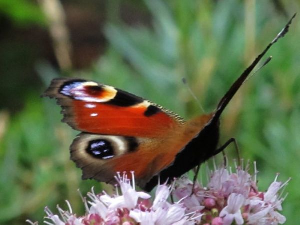 zdjecie Pietrzykowice