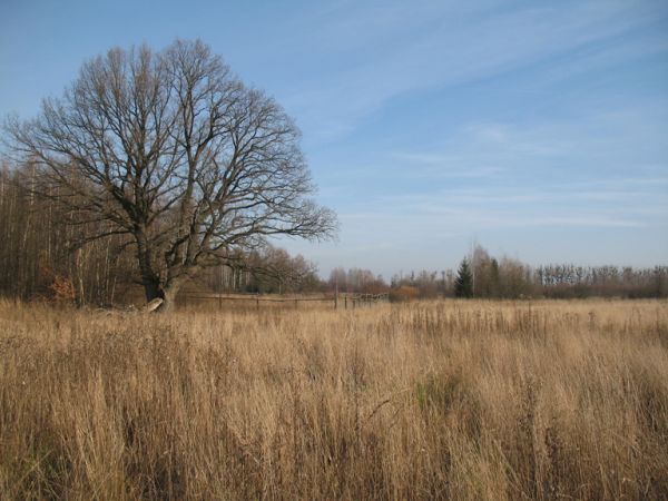 zdjecie Białowieża