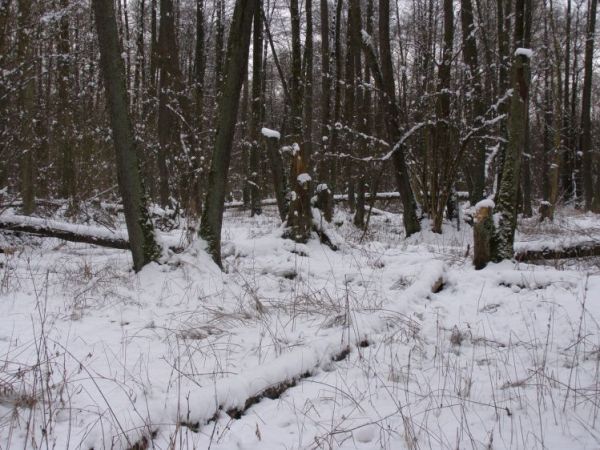 zdjecie Zalesie Górne