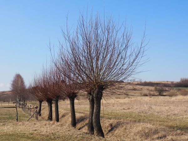 szpaler ogłowionych wierzb - to niebagatelny rezerwuar gatunków różnych stworzeń - ptaków, owadów. Ponadto dostarczają one pożywienia i ukrycia także ssakom. Z