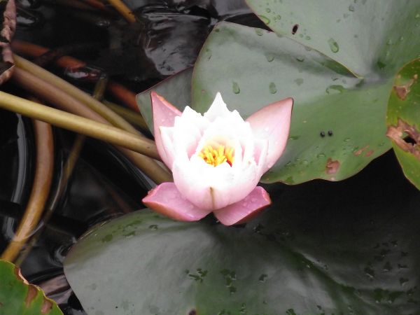 lilie wodne, grzybienie białe i grążele żółte - na powierzchni wody pięknie prezentują się zielone liście pływające a pod wodą zielone łąki roślin całkowicie za