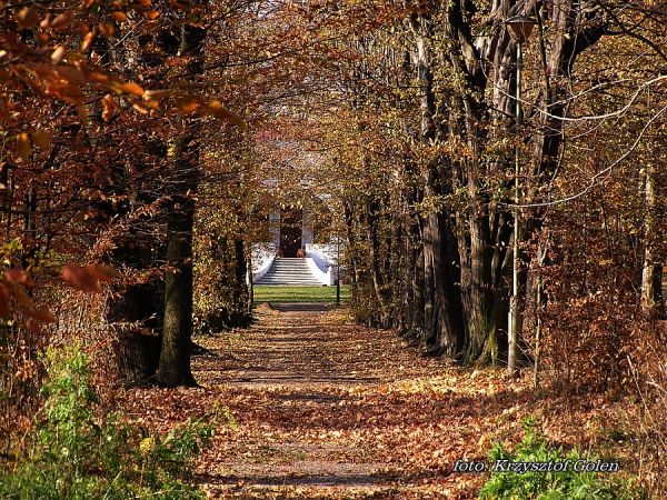 Kraczewice. aleja w parku przy pałacu wybudowanym w latach 1912 - 1914 przez niemiecką rodzinę Gerliczów. Foto. Krzysztof Goleń