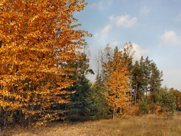 zdjecie Tyniewicze Duże