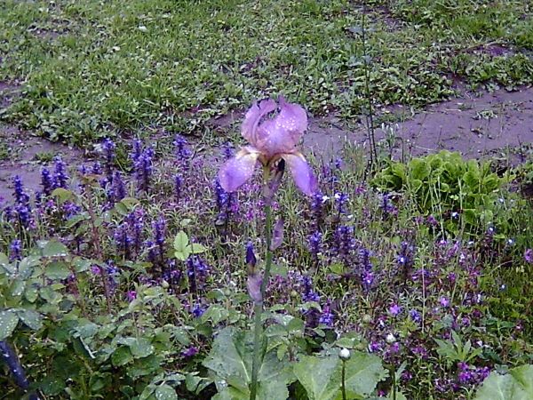 Przebiśniegi się pokazały reszta się w górę gramoli. CD się popsuło trochę zdjęć nie do uratowania jak na razie nie znalazłem programu darmowego do uratowania.