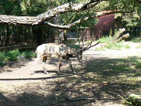 JELENIOWATE,z rejonu CHIN-ZOO