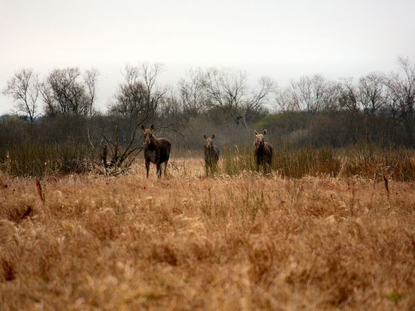 Tyniewicki ,,Wowczar,,