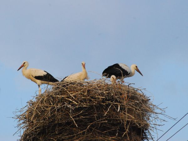 Droblińskie bociany