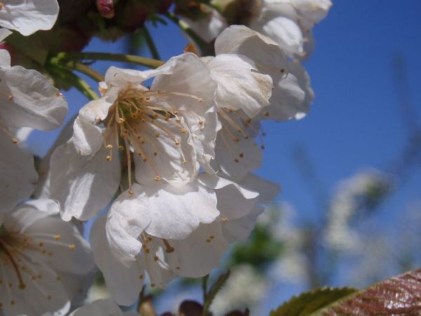 zdjecie Polskie Łąki