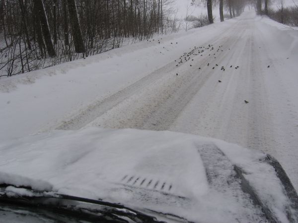 Sikoreczki na drodze :) tuż przed maską naszego "wierzchowca" ... Cudowna cisza dookoła...