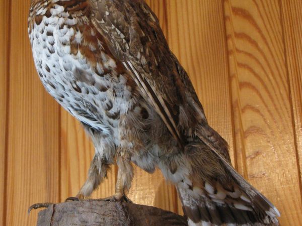 W budynku nadleśnictwa znajduje się interesująca wystawa dotycząca historii lasów, połączona z atrakcyjną ekspozycją owadów, nasion oraz próbek drewna. Na wysta