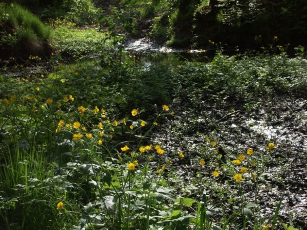 Kaczeńce nad Mrowną