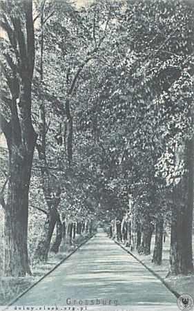 Aleja w pałacowym parku. Lata 1920-1940