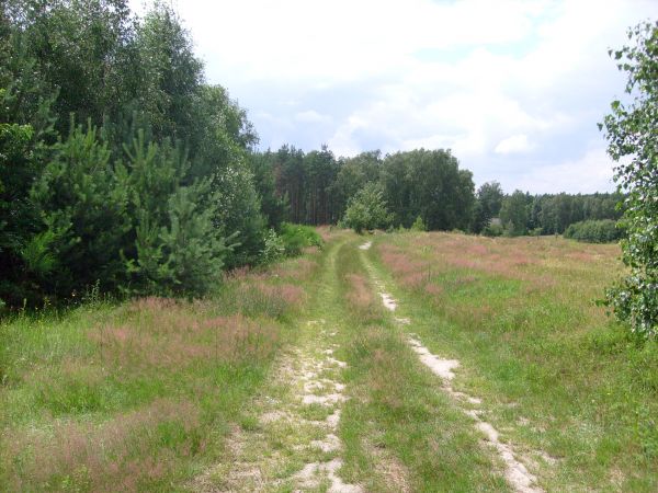 Lasy i łąki Kobylej Góry