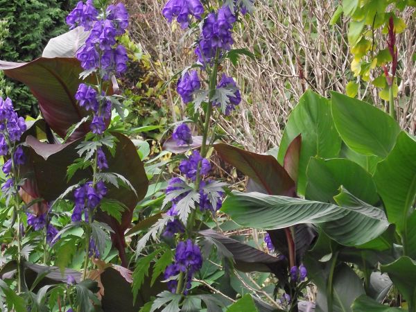 obcując z takim przekazem natury cieszymy się chwilą, zapewniamy sobie wytchnienie i odpoczynek - żółciejące liście po prawej to miłorząb japoński, wzięliśmy po