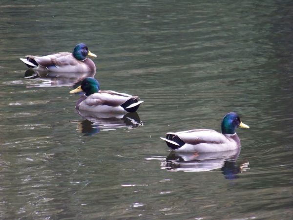 Męska narada przed zimą.