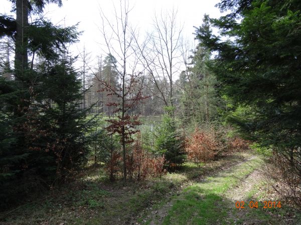 szlakiem spacerowym - przy ogrodzeniu rewiru Leśnictwa Kostryń.