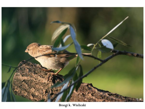 Brzegi k. Wieliczki 6