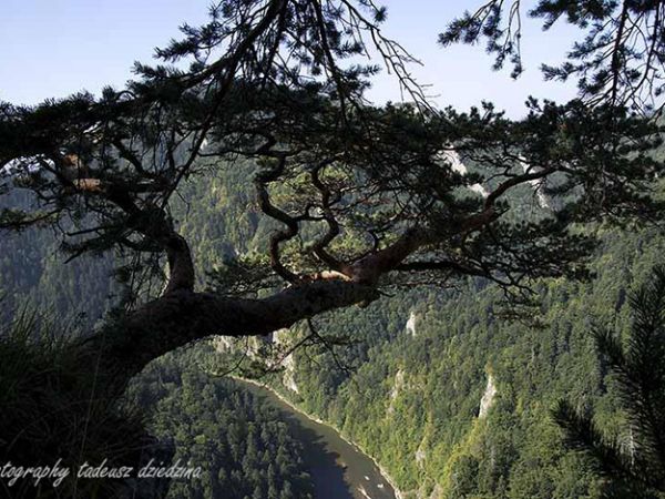 Szczawnica_widok z Sokolicy.