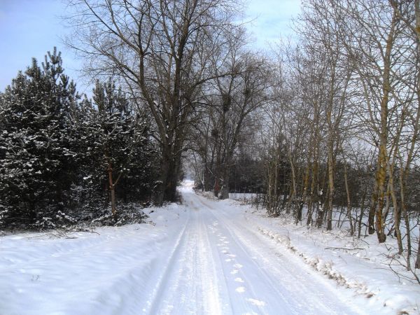 Zimowa droga w Dąbrowie