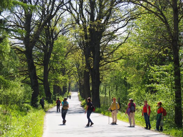 spacer w cieniu alei drogowej - ruch kołowy tam znikomy, sporo rowerów, jak na załączonym obrazku : prym wiodą piesi seniorzy.