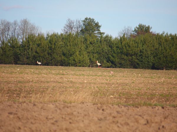 pierwsze boćki -wiosna 2016