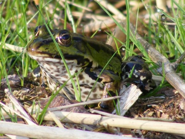 Prawie jak królewna