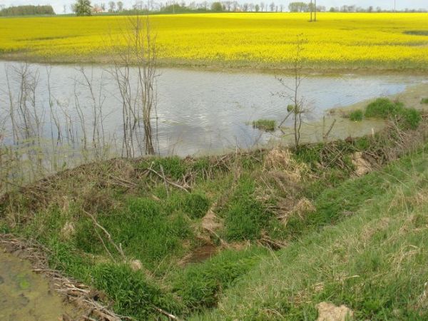 Na  niewielkim stawie bobry zbudowały tamę aby spiętrzyć wodę 
i tym samym zapewnić sobie wystarczającą głębokość we własnym domu. Ich dom jest położony o kilk
