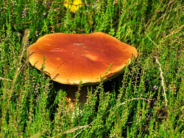 zdjecie Nowa Złotoria