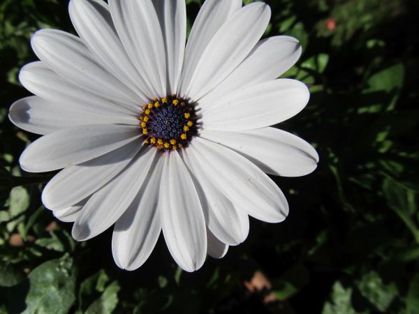 zdjecie Pietrzykowice