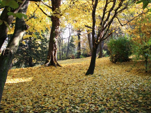 Klasztor i park  ss. Niepokalanek na Głębokiej.